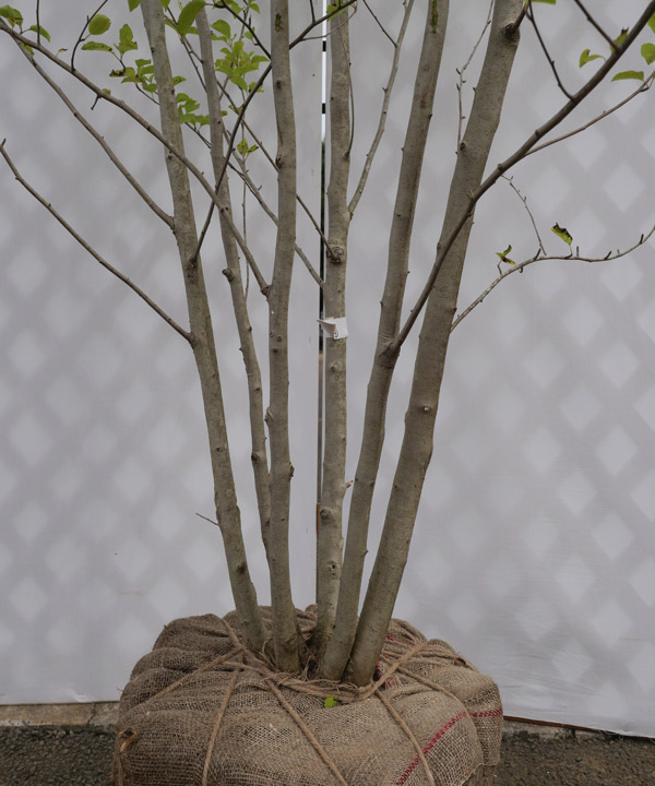 アオハダ｜苗木販売｜植木買うならグリーンロケット