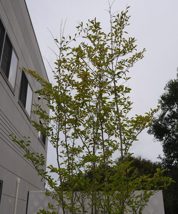 アオハダ｜苗木販売｜植木買うならグリーンロケット