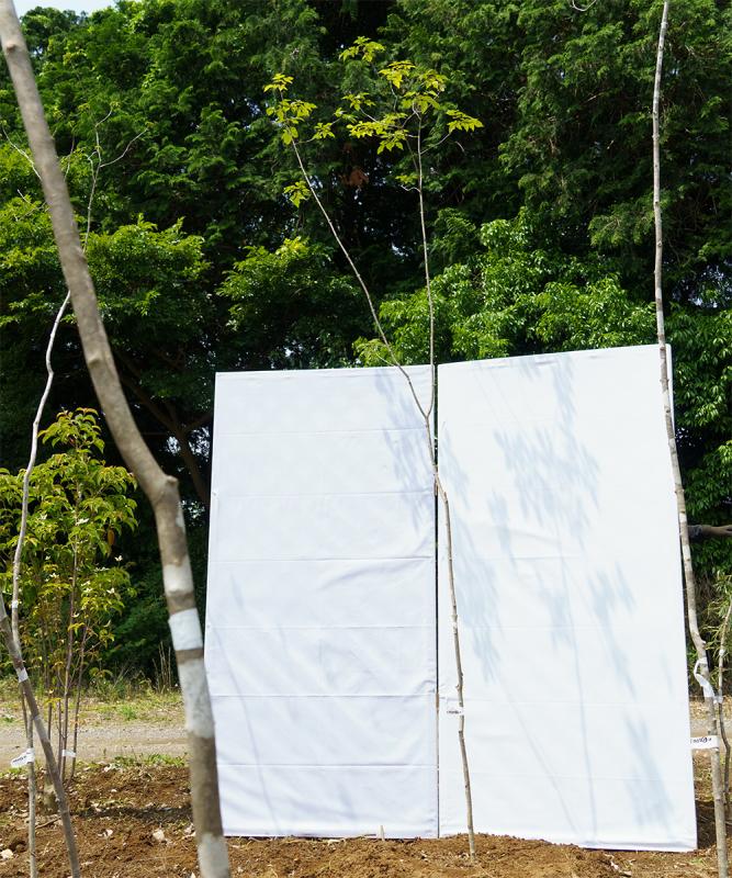 cads30-30【山採り】アオダモ 高さ3.0ｍ程度　不在置き了承商品