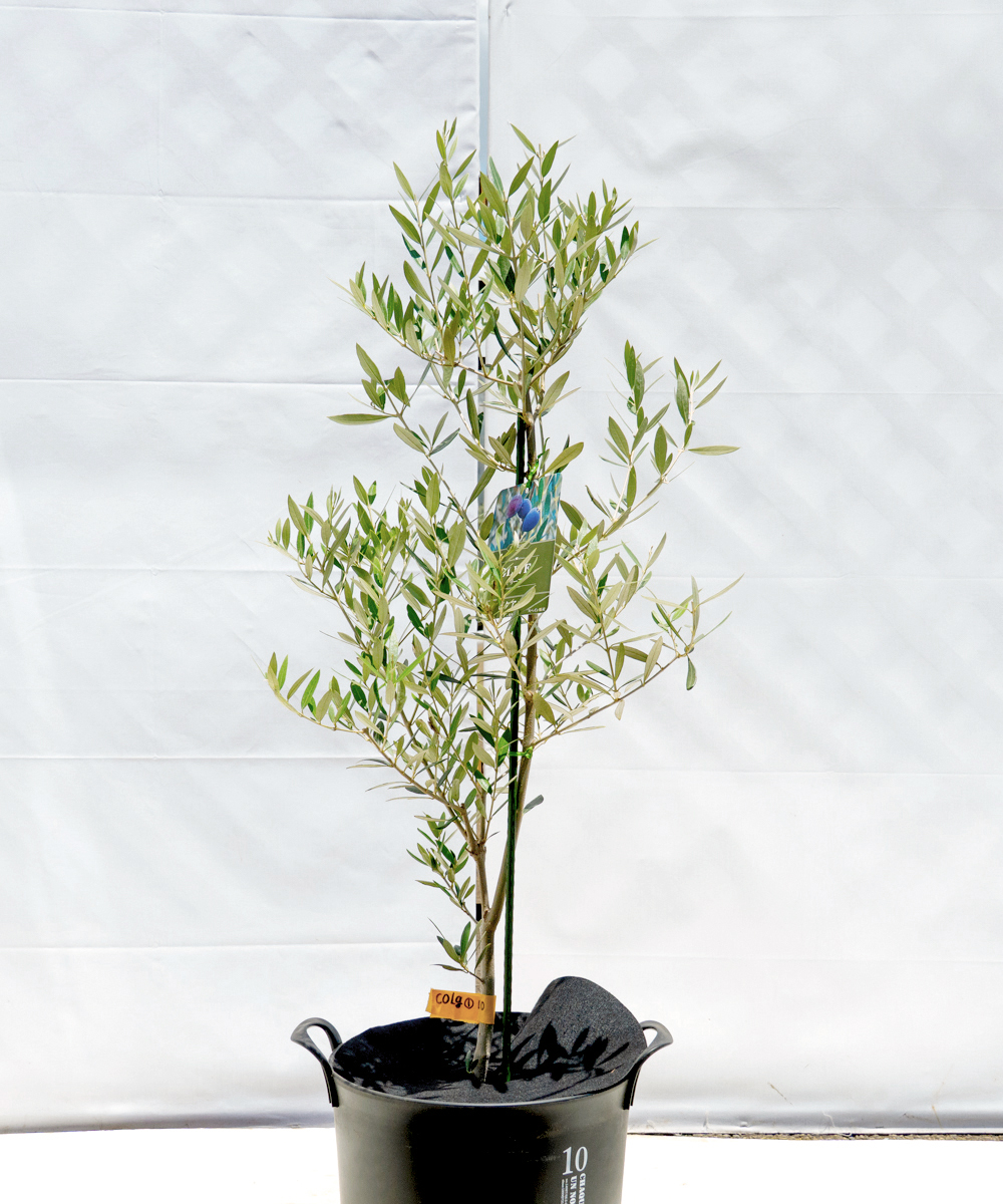 colg1-10 鉢植えオリーブ「ピクアル」 高さ1.0m（全高1.3m程度）ポットサイズ10号