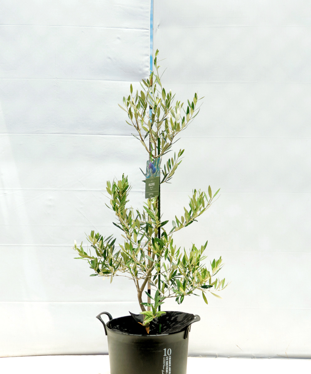 colg4-10 鉢植えオリーブ「ピクアル」 高さ1.0m（全高1.3m程度）ポットサイズ10号