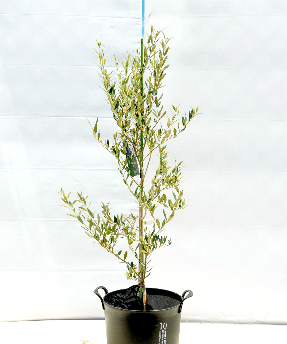 colg7-10 鉢植えオリーブ「カヨンヌ」 高さ1.0m（全高1.3m程度）ポットサイズ10号