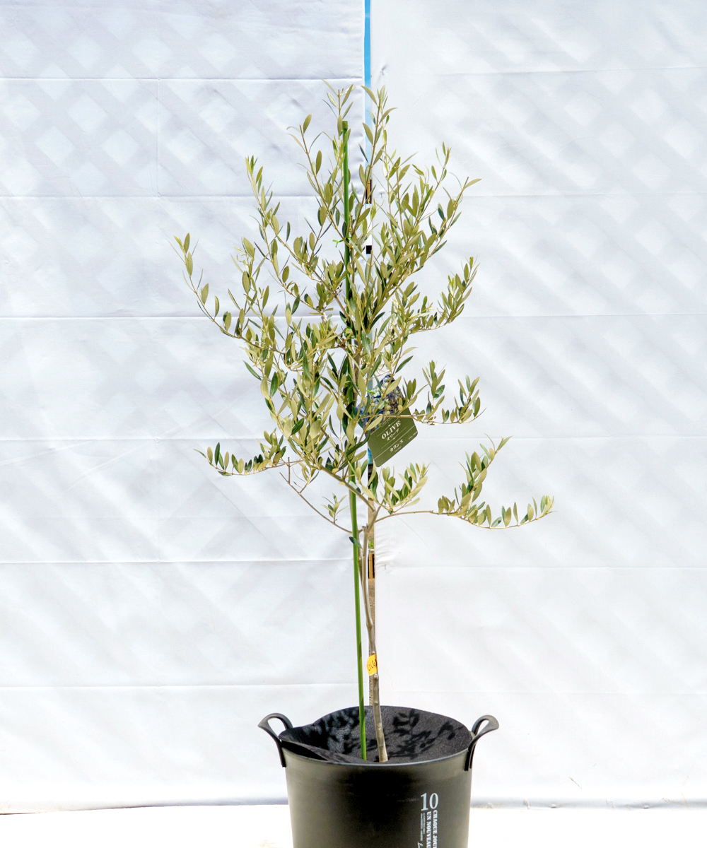 colg8-11 鉢植えオリーブ「カヨンヌ」 高さ1.1m（全高1.4m程度）ポットサイズ10号