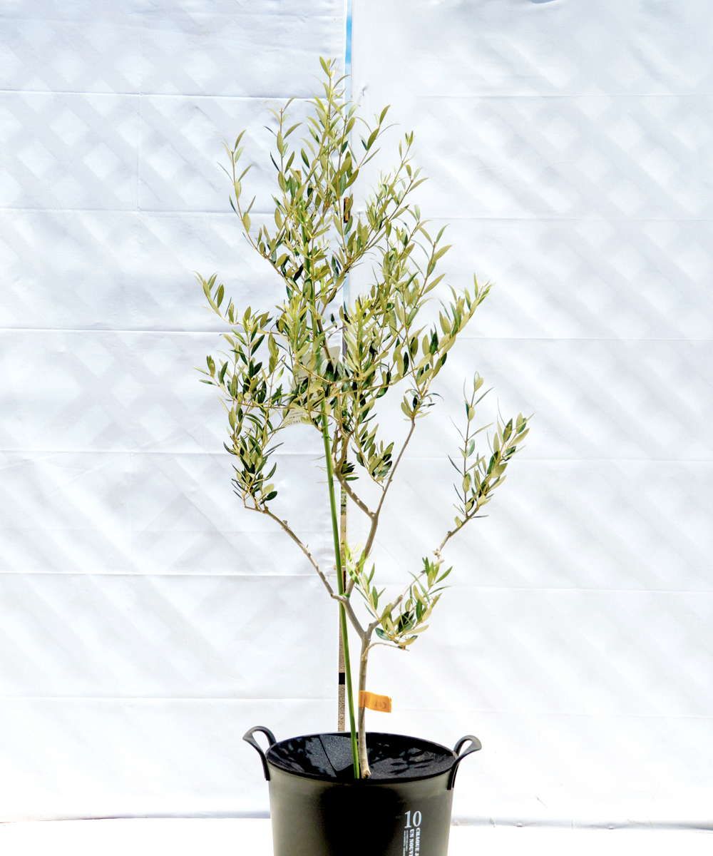 colg10-11 鉢植えオリーブ「カヨンヌ」 高さ1.1m（全高1.4m程度）ポットサイズ10号