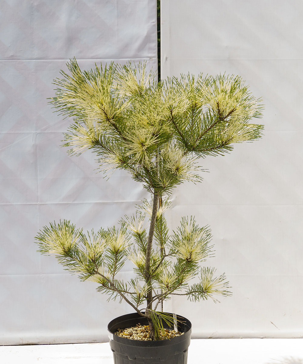 dpja8-08 【現品】シロジャノメマツ 苗　高さ80cm