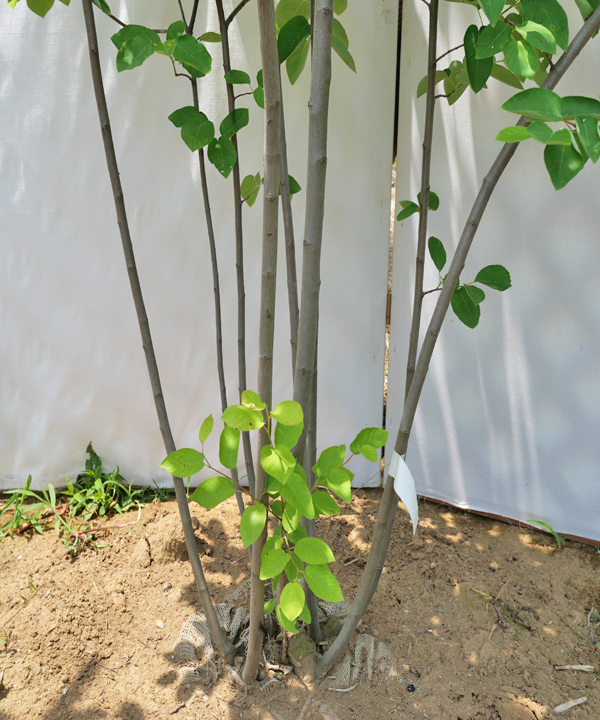 ジューンベリー販売｜植木買うならグリーンロケット