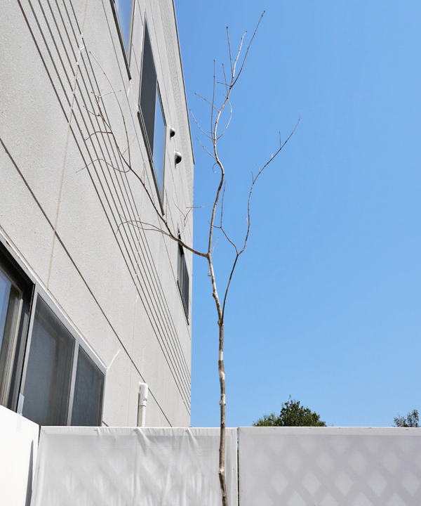 アオダモ 販売｜植木買うならグリーンロケット