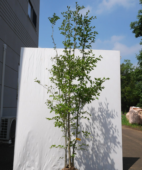 アオハダ｜苗木販売｜植木買うならグリーンロケット