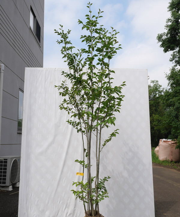 アオハダ｜苗木販売｜植木買うならグリーンロケット