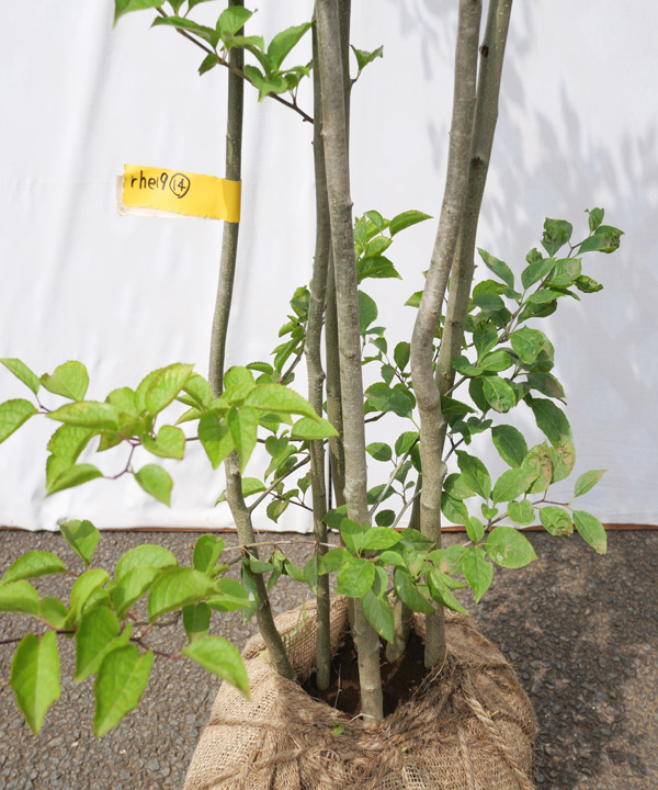 アオハダ｜苗木販売｜植木買うならグリーンロケット