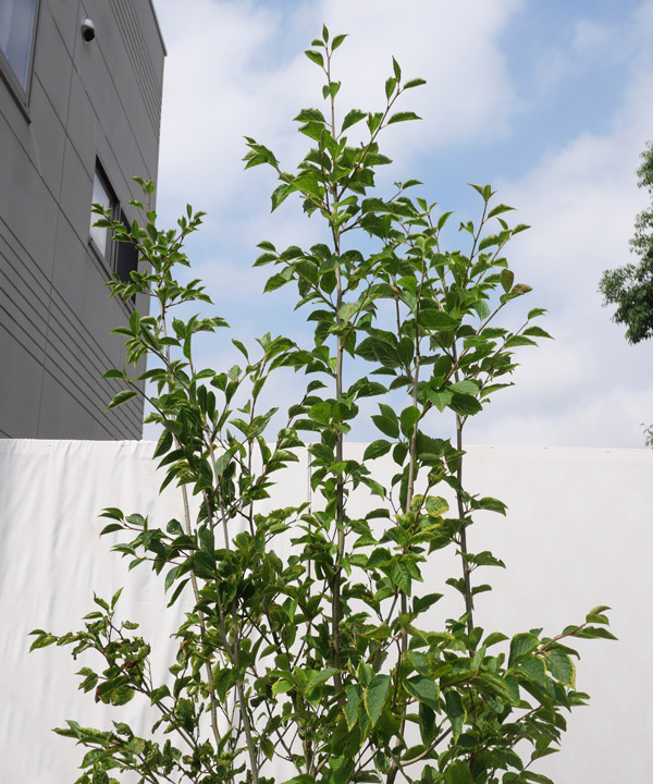 アオハダ｜苗木販売｜植木買うならグリーンロケット