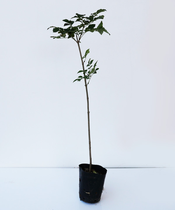 アオダモ 苗木販売 植木買うならグリーンロケット アオダモ 苗木販売 植木買うならグリーンロケット