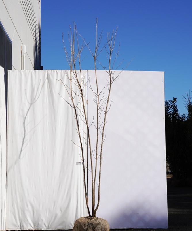 特大絶品。山採りアオダモ。 落葉樹