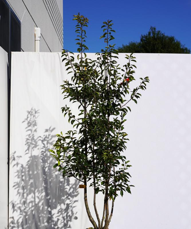 施工付き植木シンボルツリー 樹高2.5m以下 ソヨゴhnw1 j-1 j-02 j-03