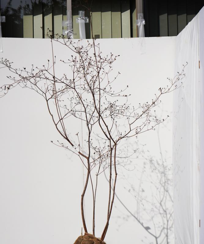 最終値引き品　山採りミツバツツジ　　ＭＴ　H200cm w７０cm 最終値引き品 山採りミツバツツジ MT H200cm w70cm 最終