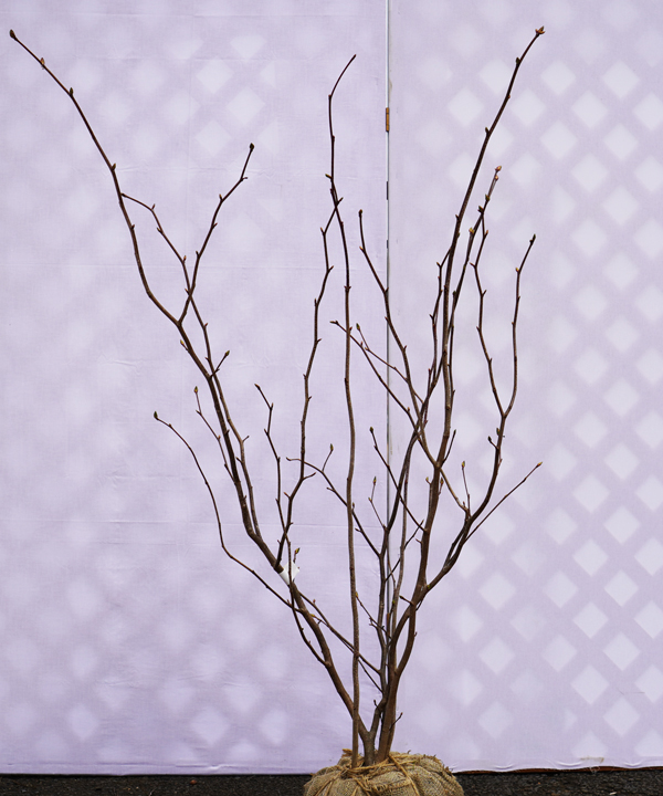 マルバノキ｜苗木販売｜植木買うならグリーンロケット