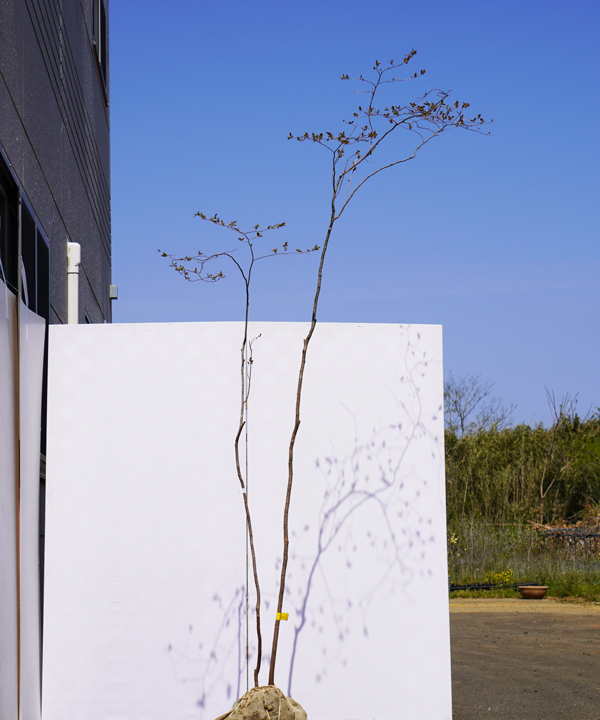山採りナツハゼ なつＢ　H150cm W90cm ナツハゼ 販売