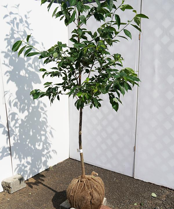 Amazon.co.jp: 【大型商品】常緑ヤマボウシ ヒマラヤ 株立 樹高
