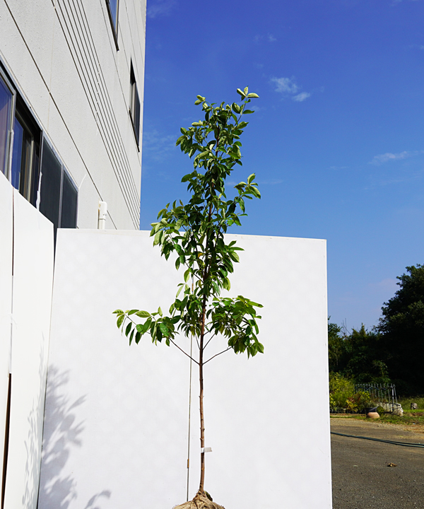 常緑ヤマボウシを植えてみよう 魅力と育て方 植木買うならグリーンロケット