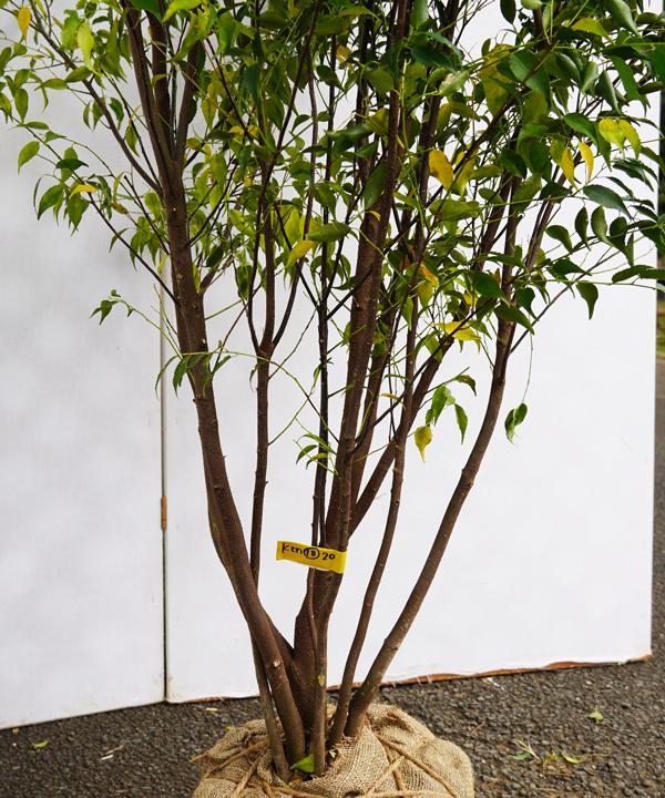 ハイノキ販売
