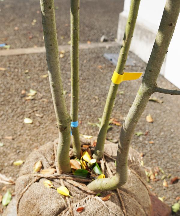 アビウ　希少　特大　接木株　13-2 アビウ 希少 特大 接木株 13-2 果樹