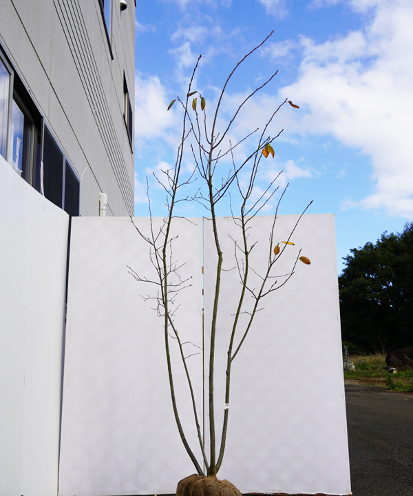 ジューンベリーを植えてみよう 魅力と育て方 植木買うならグリーンロケット