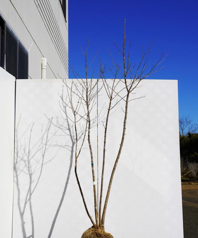 優しい枝ぶり。山採り鉢植えのアオダモ。