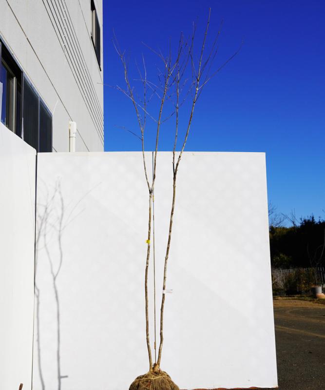 天然山採りアオダモ16 アオダモ 販売