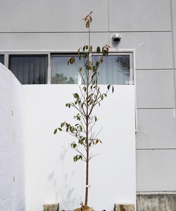 楽天市場】庭木（種類（植物）ヤマボウシ）（植木｜ガーデニング