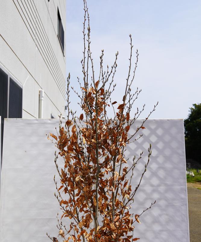 ヤマコウバシ× SPINDLE S | Home accessory,Plants 植物 | | P.F.S. Online Shop