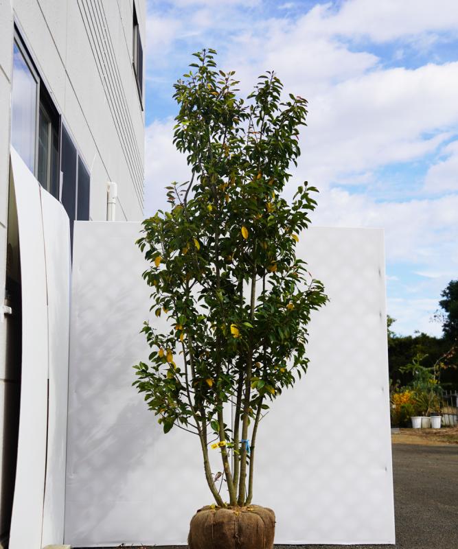 asyd19-20  ソヨゴ株立 オス　高さ2.0ｍ　不在置き了承