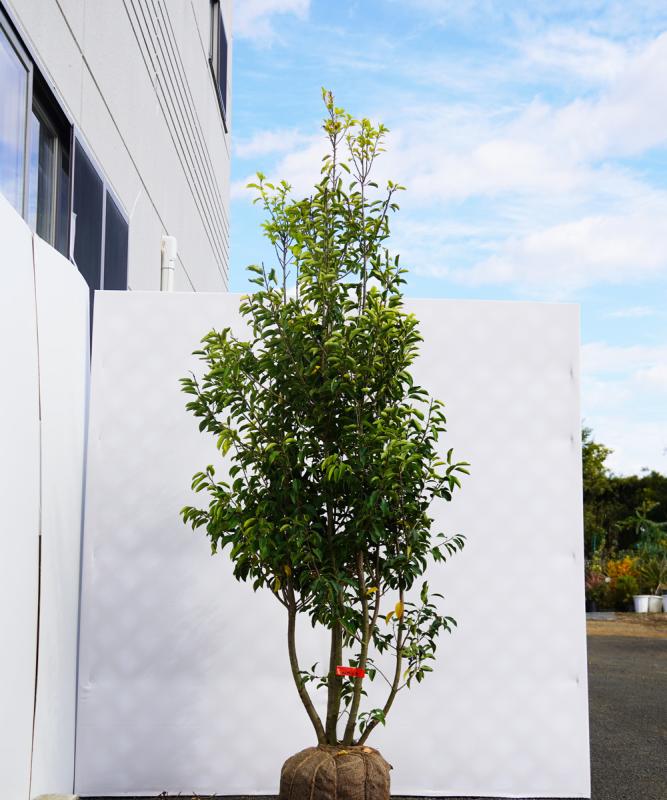 管理不要 手入れのいらない究極の植木 庭木はこれだ 失敗しないシンボルツリー選び
