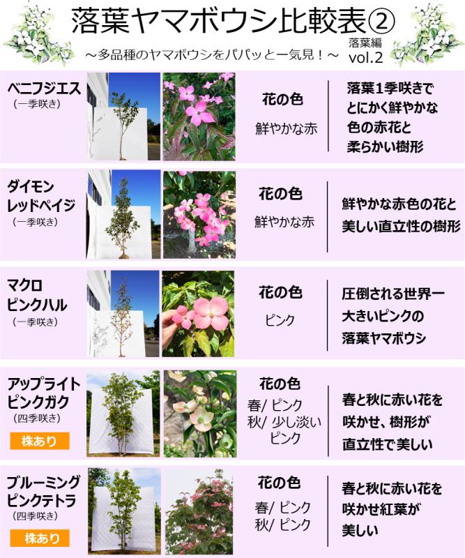 ヤマボウシ アップライトピンクガク 販売