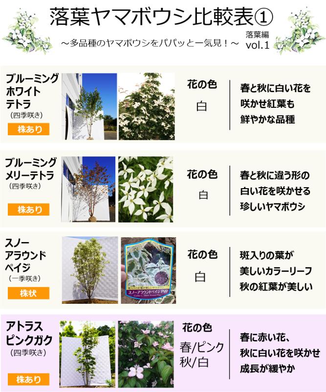 ヤマボウシ アップライトピンクガク 販売