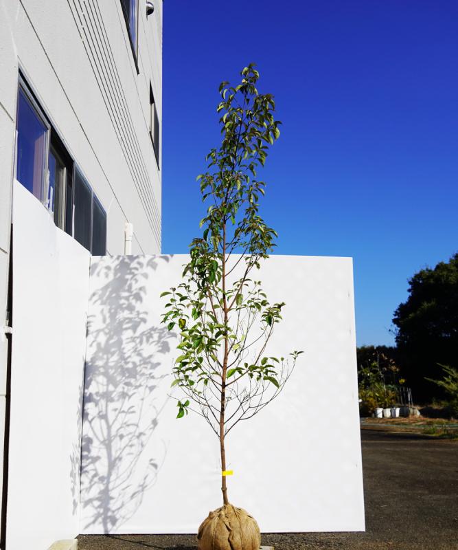 agpa22-25  常緑ヤマボウシ緑花「グリーンペイジ」高さ2.5ｍ　不在置き了承商品