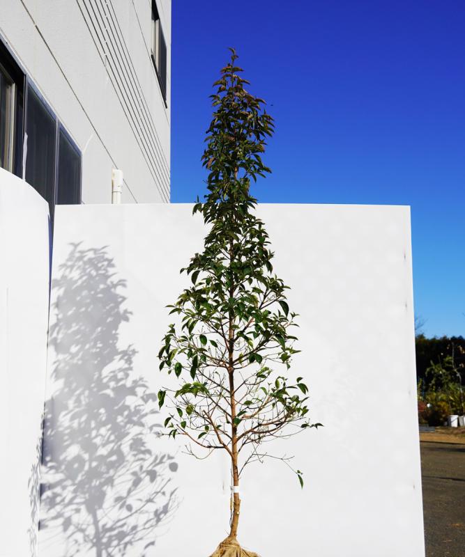 asra11-20   常緑ヤマボウシ赤花「サマーレッドペイジ」高さ2.0ｍ　不在置き了承商品