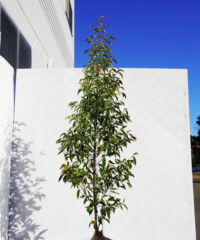 ampb12-18  常緑ヤマボウシ赤花「メリーピンクペイジ」高さ1.8ｍ　不在置き了承商品
