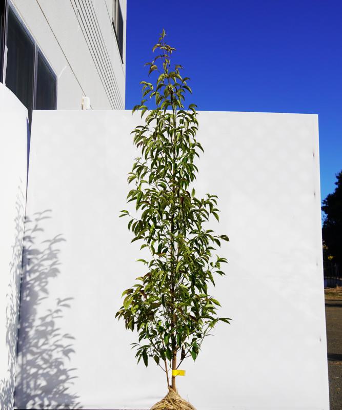 ampb19-18  常緑ヤマボウシ赤花「メリーピンクペイジ」高さ1.8ｍ　不在置き了承商品