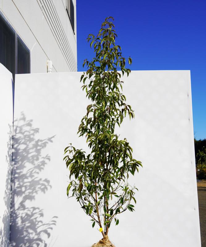 ampb20-18  常緑ヤマボウシ赤花「メリーピンクペイジ」高さ1.8ｍ　不在置き了承商品