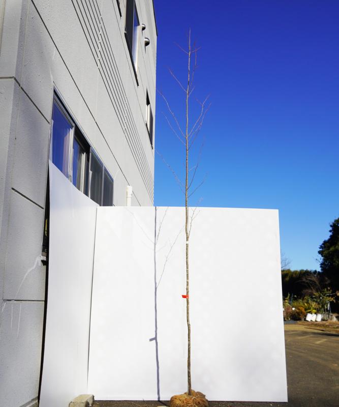 aaha2-32【山採り】アオハダ　雌雄不明　高さ3.2m　不在置き了承商品