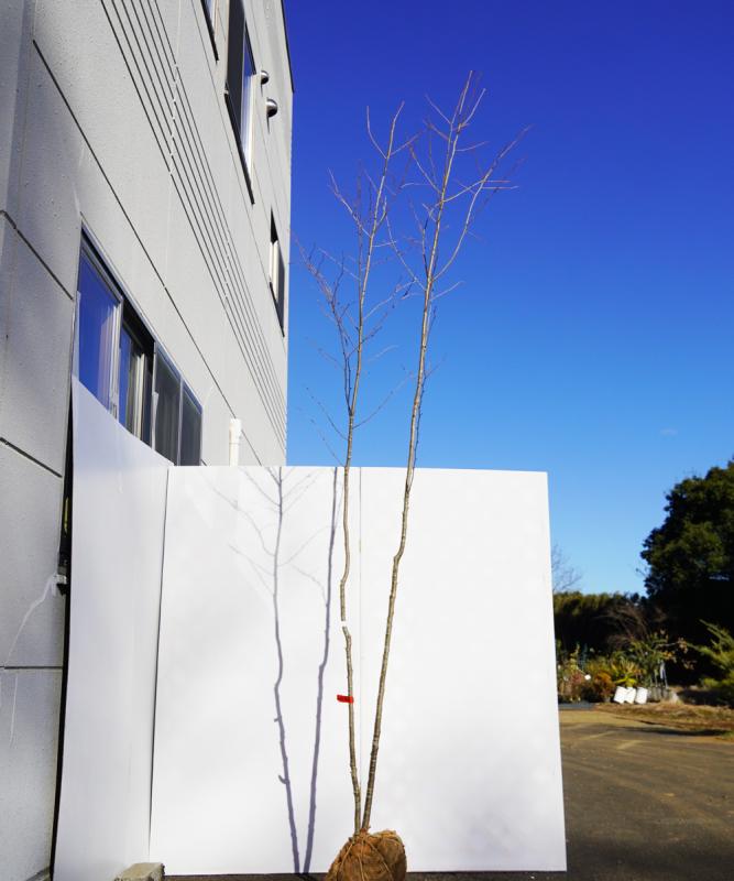 aaha6-31【山採り】アオハダ　雌雄不明　高さ3.1m　不在置き了承商品