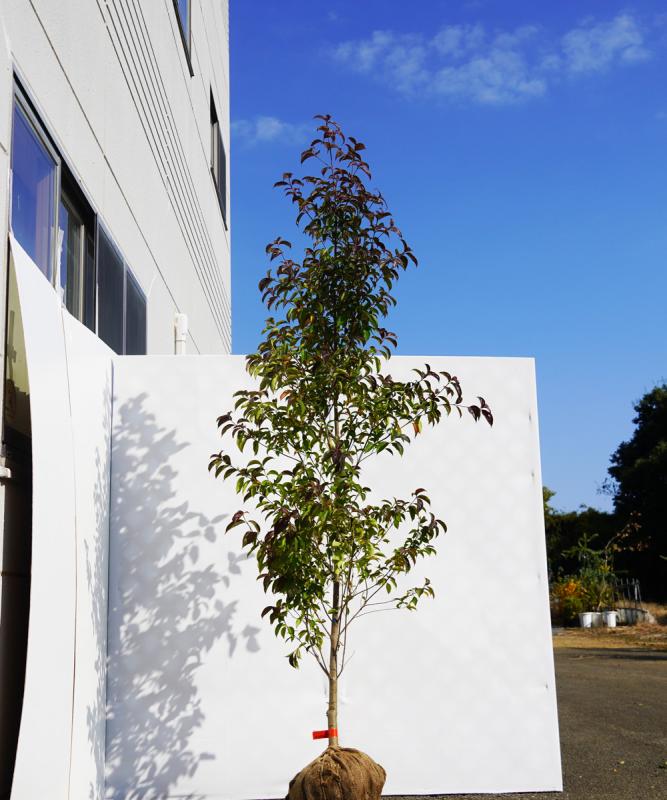 arsa27-22   常緑ヤマボウシ レッドスクリーン 赤葉白花　高さ2.2m　不在置き了承