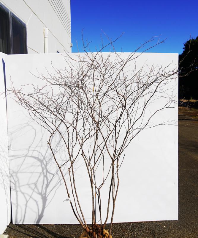 ア*ィ様 山採りナツハゼ　夏3 H180cm W100cm ア*ィ様 山採りナツハゼ 夏3 H180cm W100cm