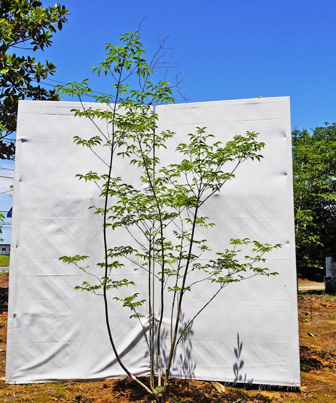 ahdb18-15 【畑もの】アオダモ 本株立　高さ1.5ｍ程度　不在置き了承商品