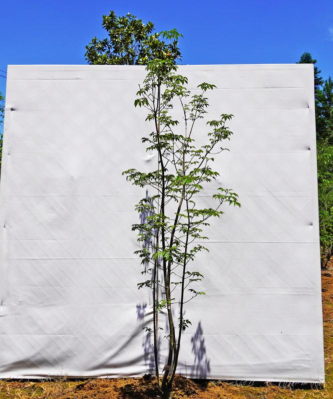 ahdb24-15 【畑もの】アオダモ 本株立　高さ1.5ｍ程度　不在置き了承商品