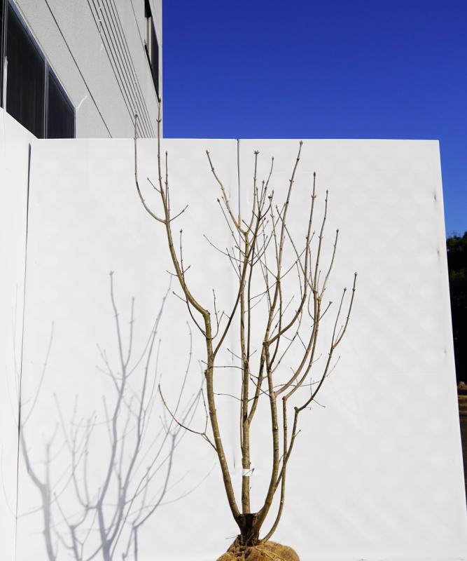 ahdb25-14 【畑もの】アオダモ 本株立　高さ1.4ｍ程度　不在置き了承商品