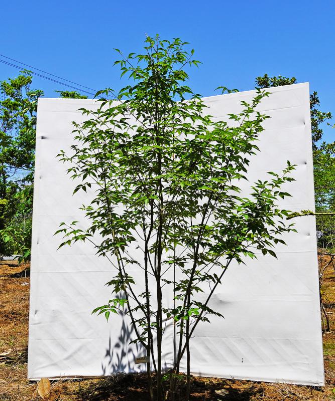 ahdb29-16 【畑もの】アオダモ 本株立　高さ1.6ｍ程度　不在置き了承商品