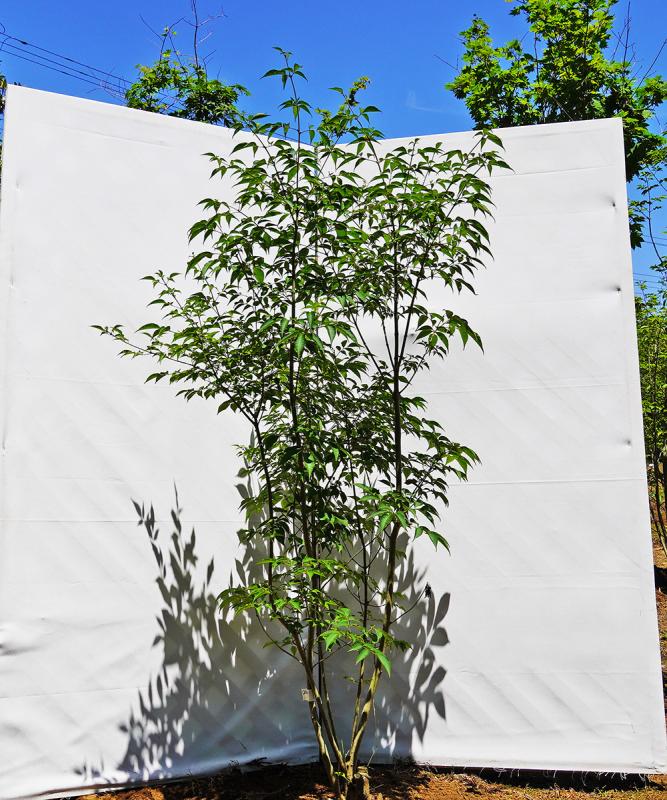 ahdb48-14 【畑もの】アオダモ 本株立　高さ1.4ｍ程度　不在置き了承商品