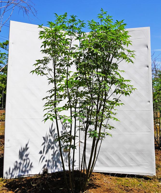 ahdb69-15 【畑もの】アオダモ 本株立　高さ1.5ｍ程度　不在置き了承商品