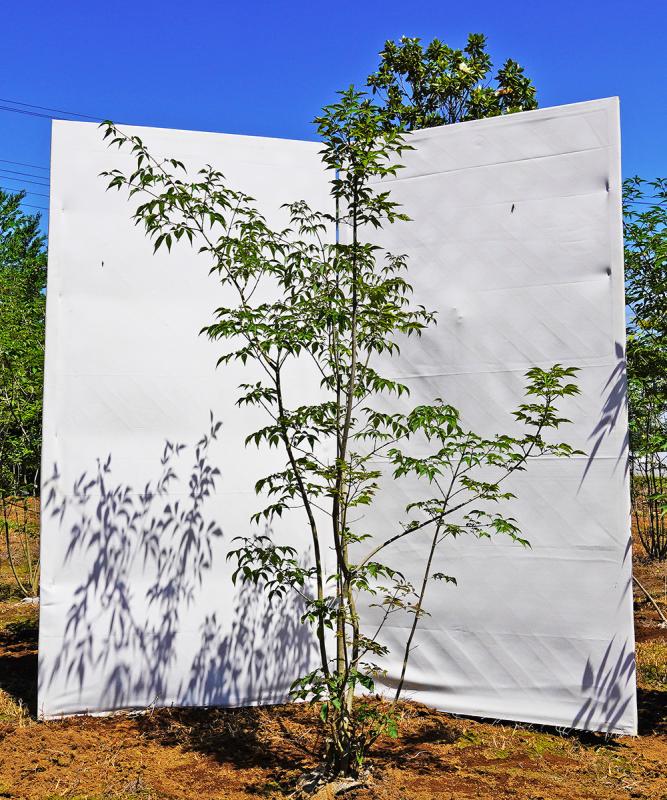 ahdb87-15 【畑もの】アオダモ 本株立　高さ1.5ｍ程度　不在置き了承商品